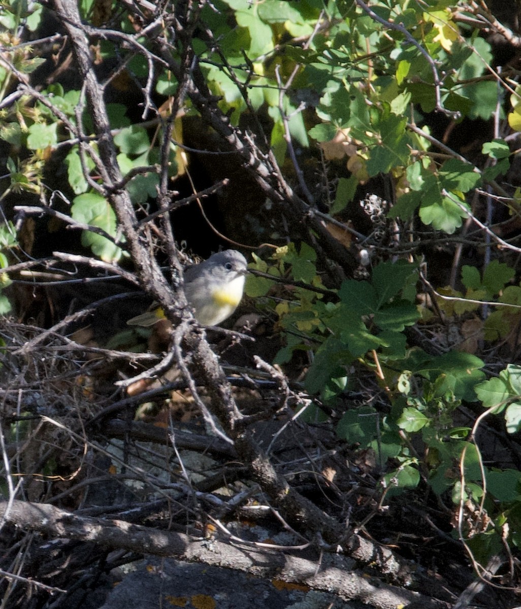 Virginia's Warbler - ML623753658