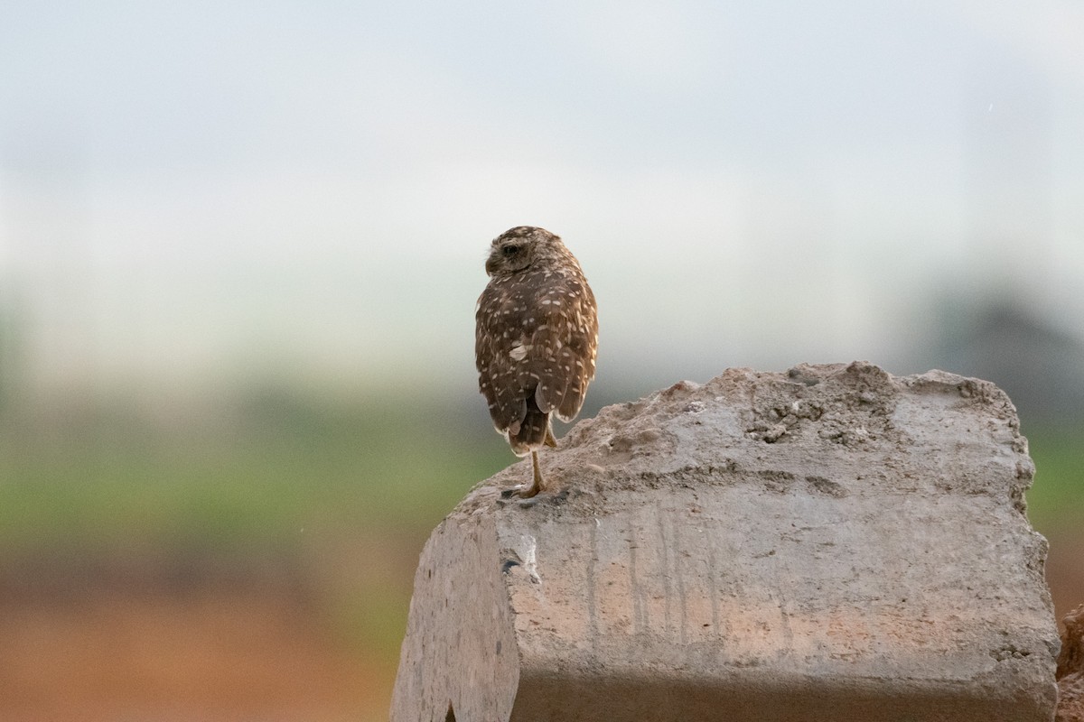 Burrowing Owl - ML623753659