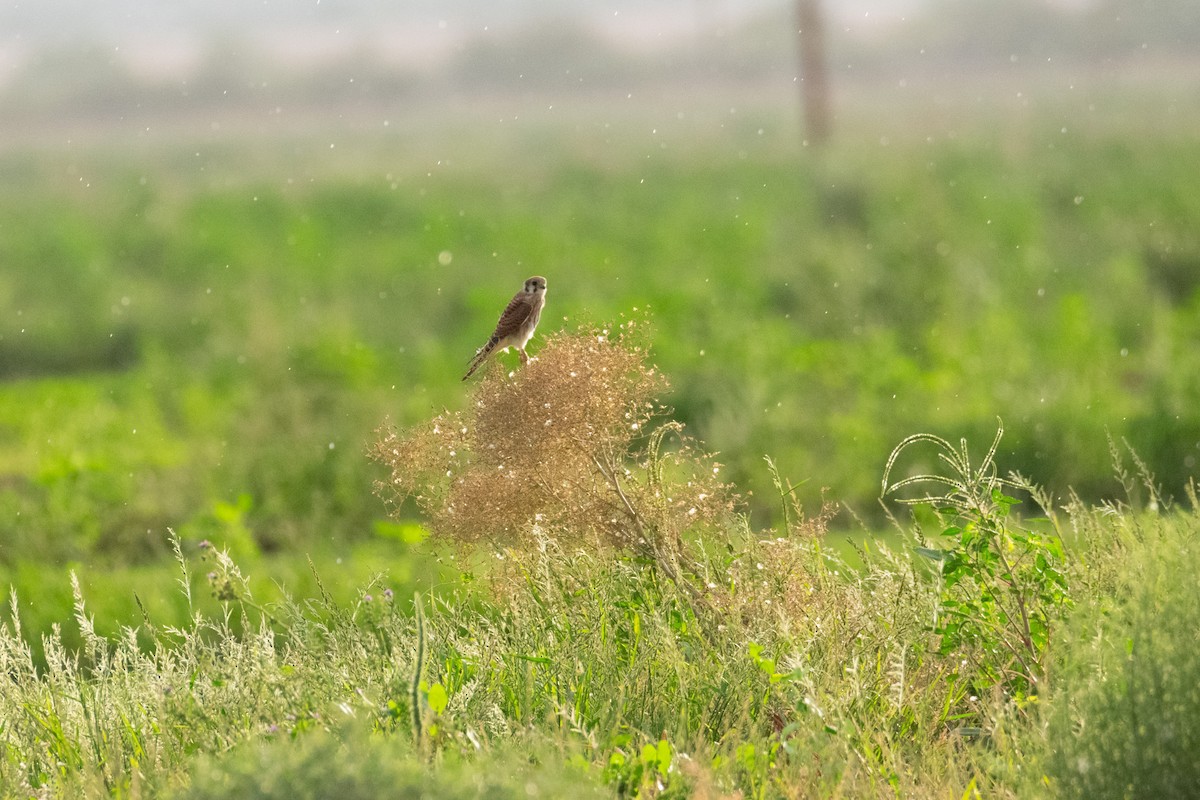 American Kestrel - ML623753682