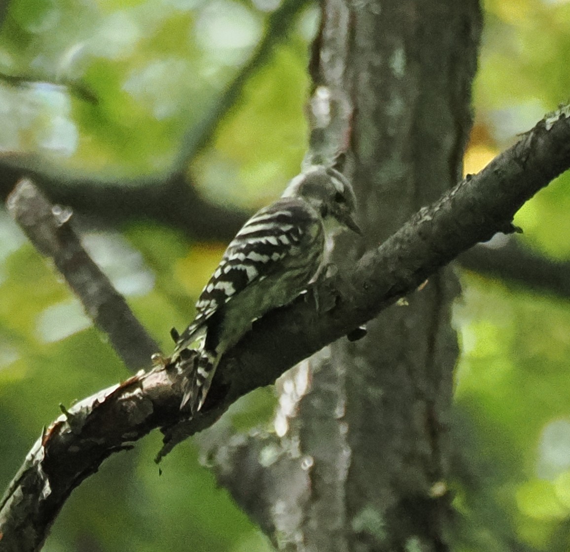 Japanese Pygmy Woodpecker - ML623753695