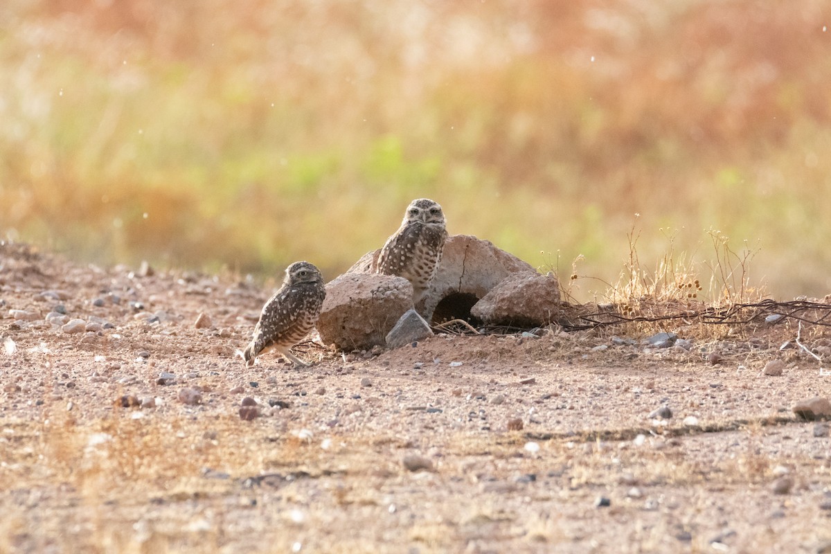 Burrowing Owl - ML623753698