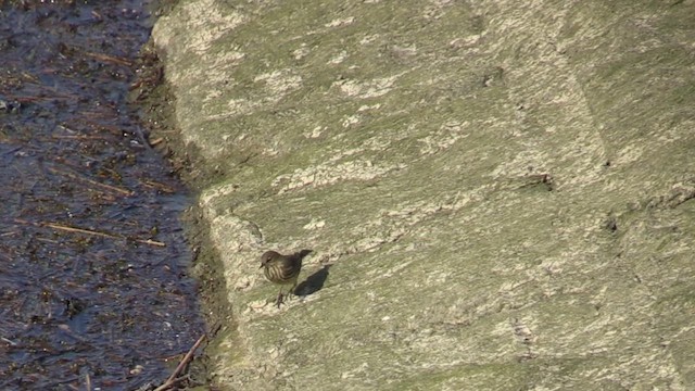 Rock Pipit - ML623753719