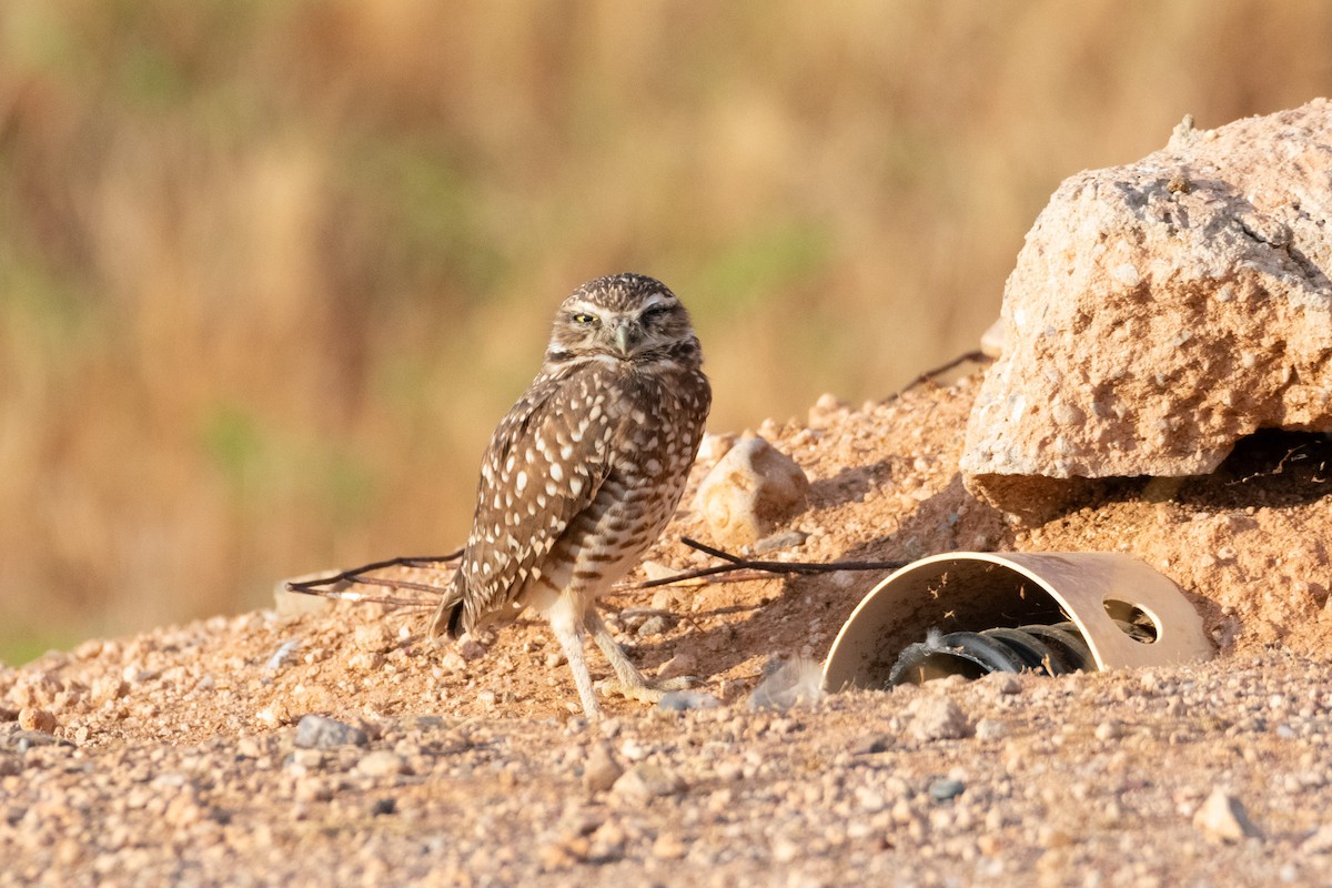 Burrowing Owl - ML623753728