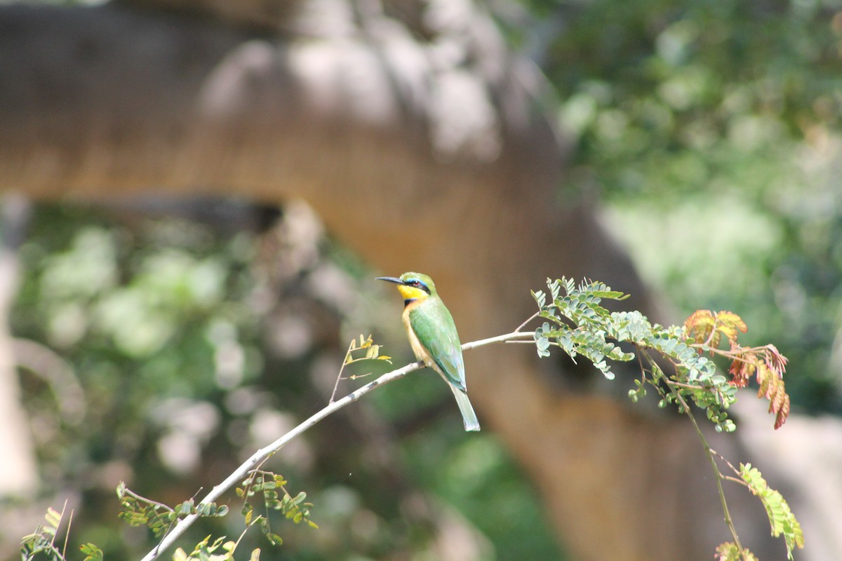 Little Bee-eater - ML623753742