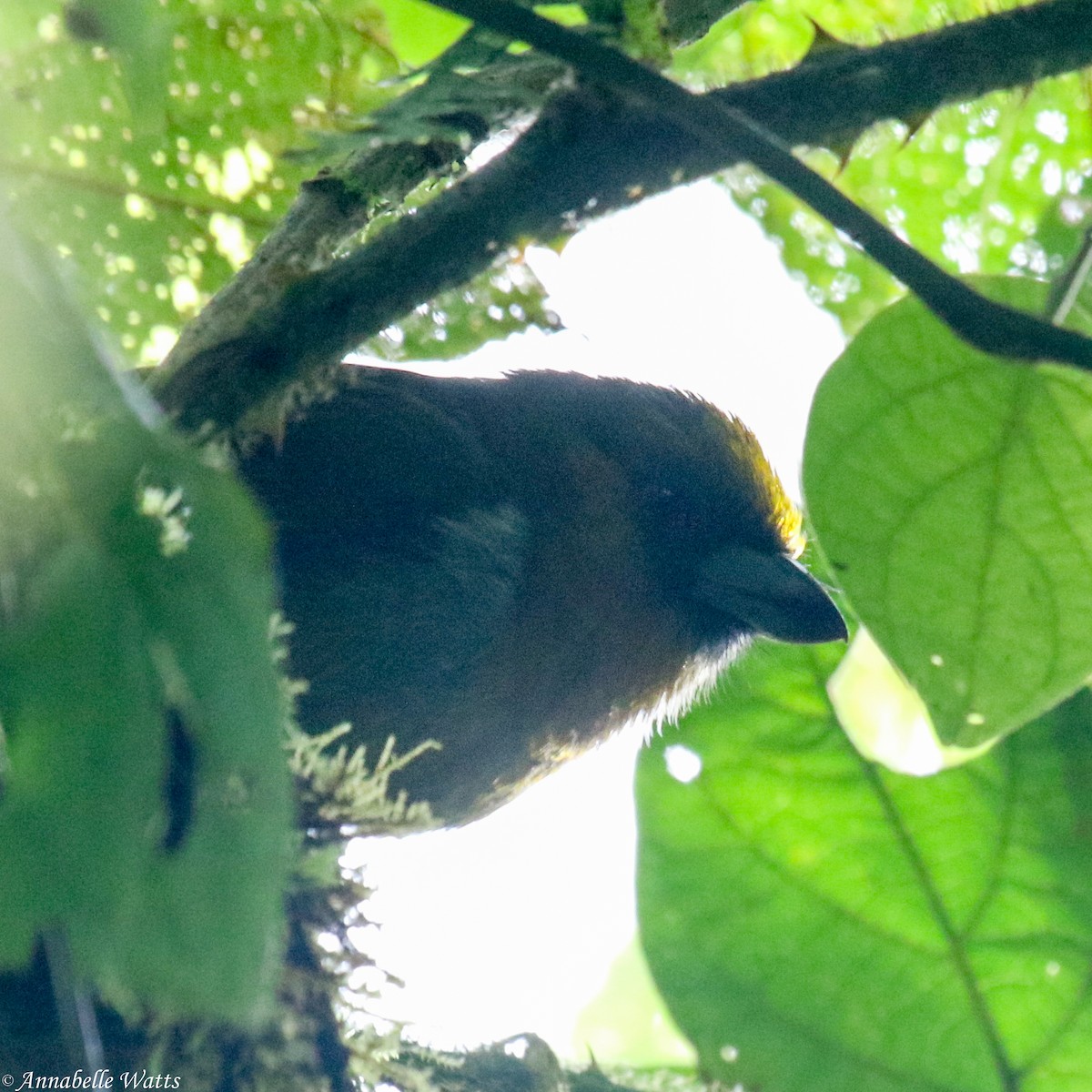 Prong-billed Barbet - ML623753746