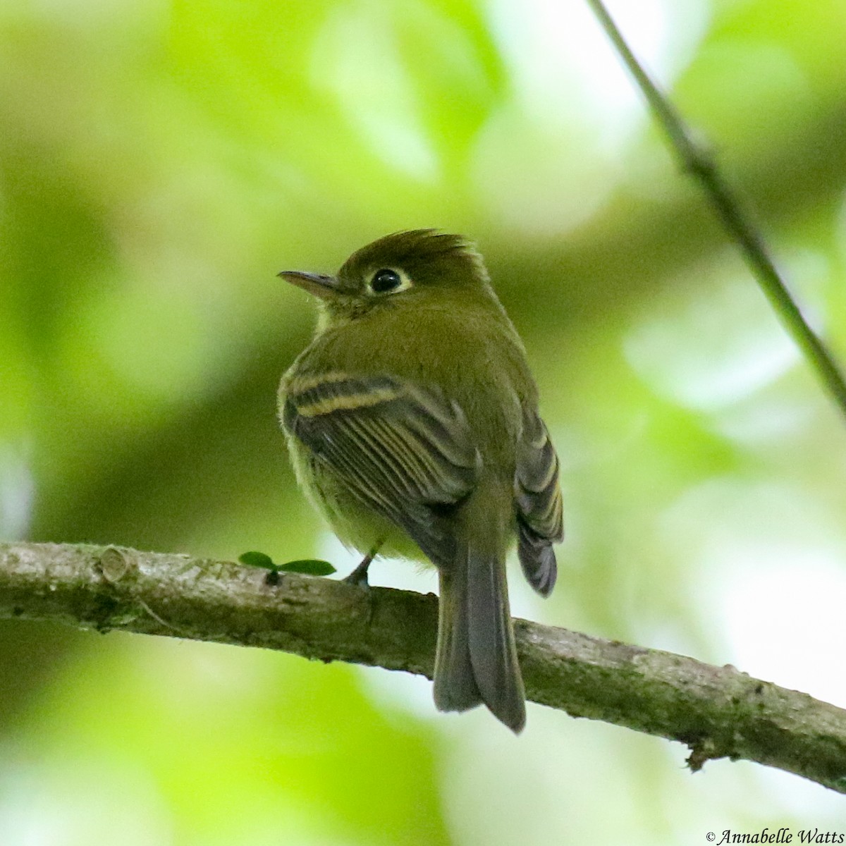 Yellowish Flycatcher - ML623753778