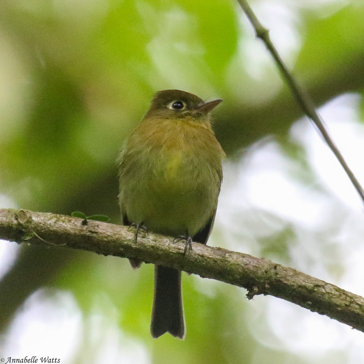 Yellowish Flycatcher - ML623753781