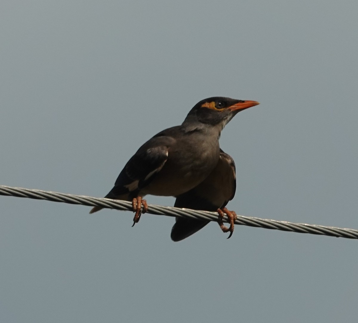 Bank Myna - ML623753791