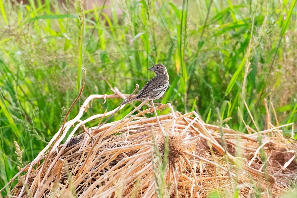 Lark Sparrow - ML623753812