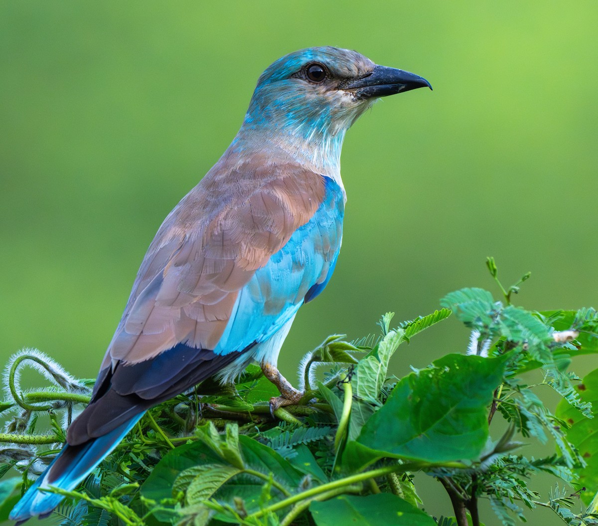 European Roller - ML623753814