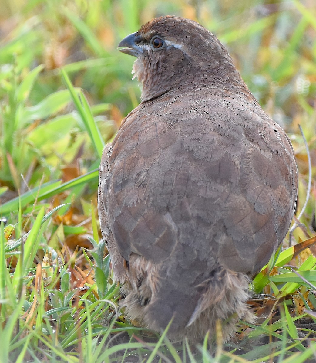 Rock Bush-Quail - ML623753815