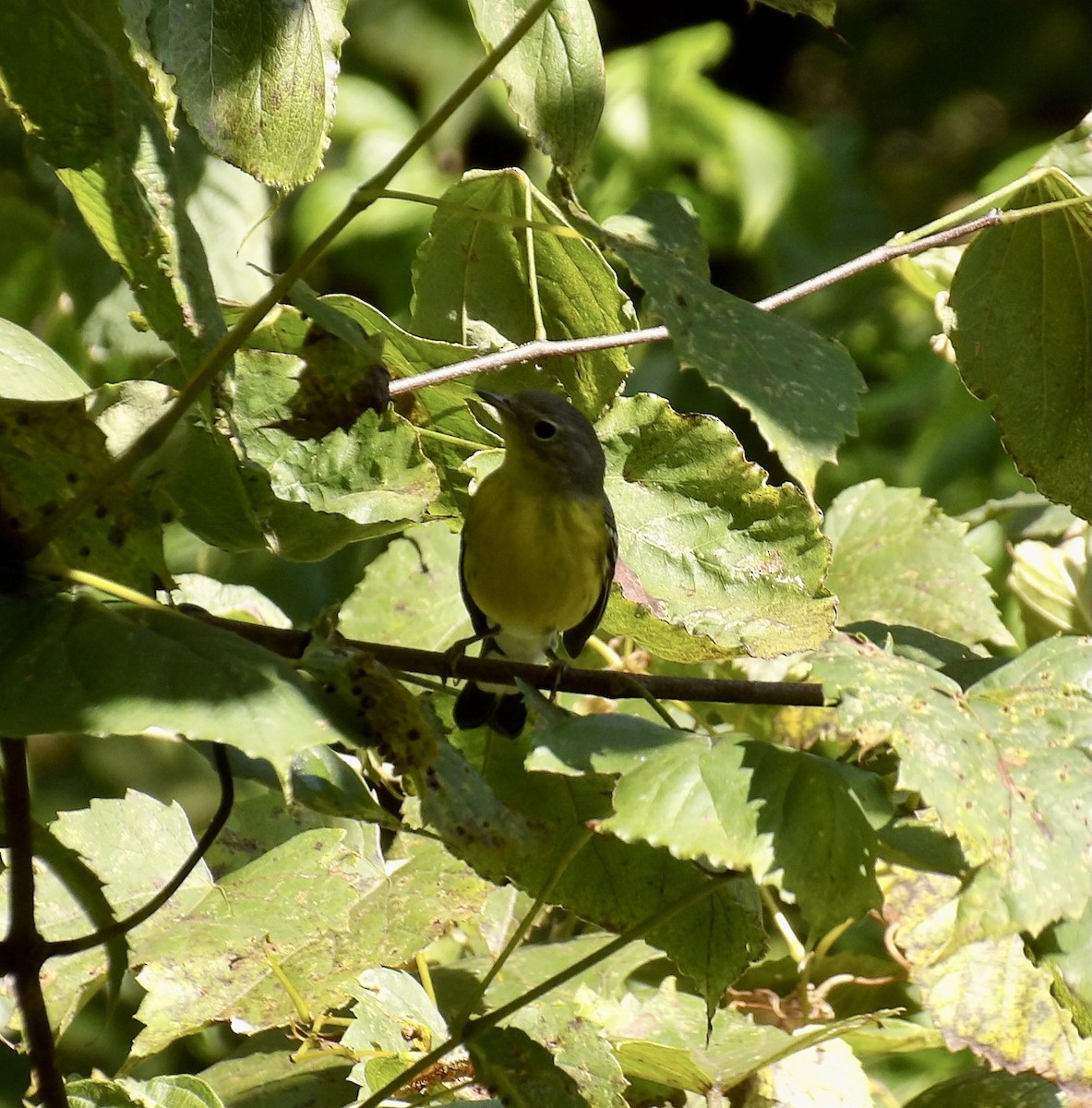 Magnolia Warbler - Kathy Rickey