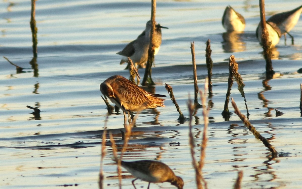 Short-billed Dowitcher - ML623753837