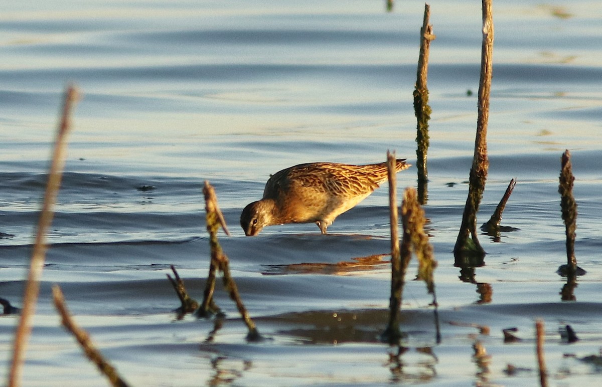 Short-billed Dowitcher - ML623753838