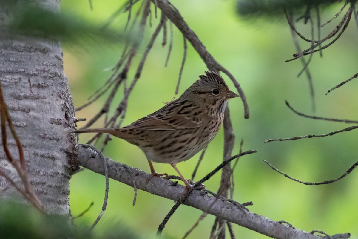 Lincoln's Sparrow - ML623753853