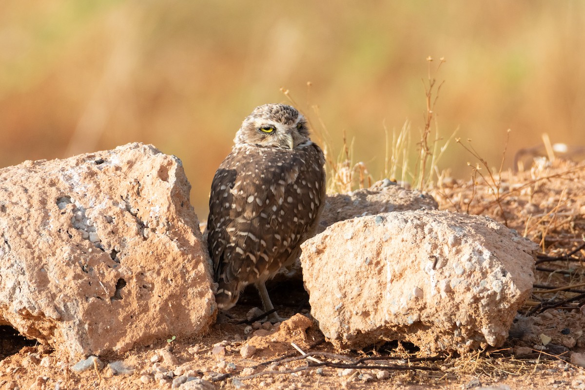 Burrowing Owl - ML623753888