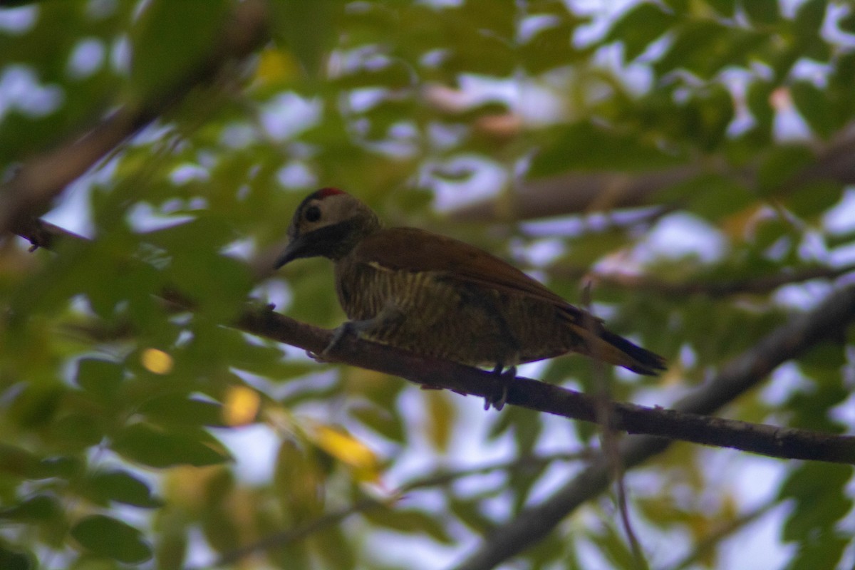 Golden-olive Woodpecker - ML623753921