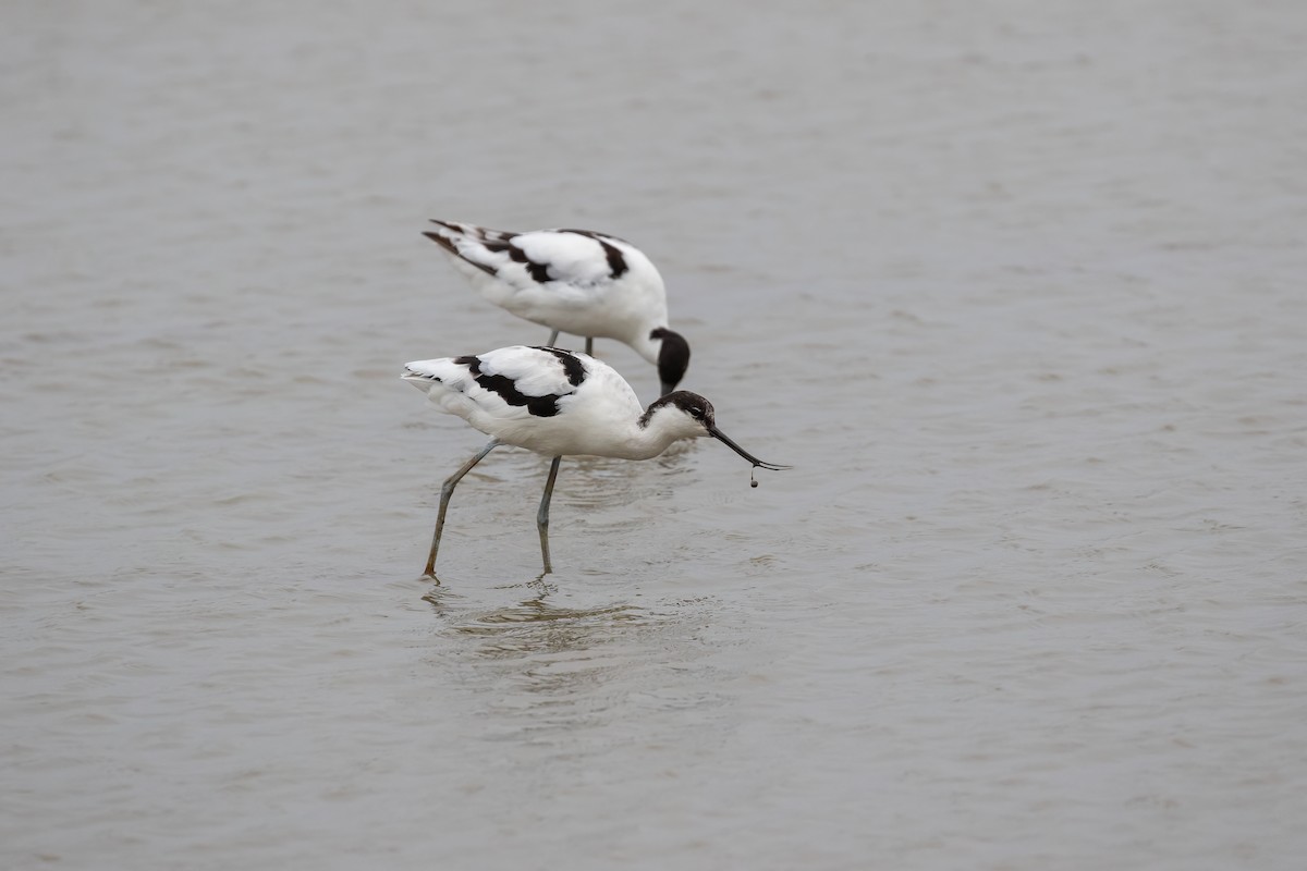 Pied Avocet - ML623753930