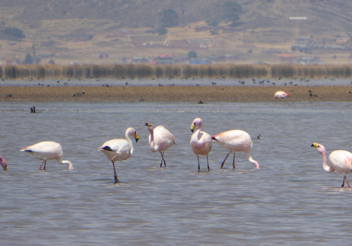 James's Flamingo - ML623753954