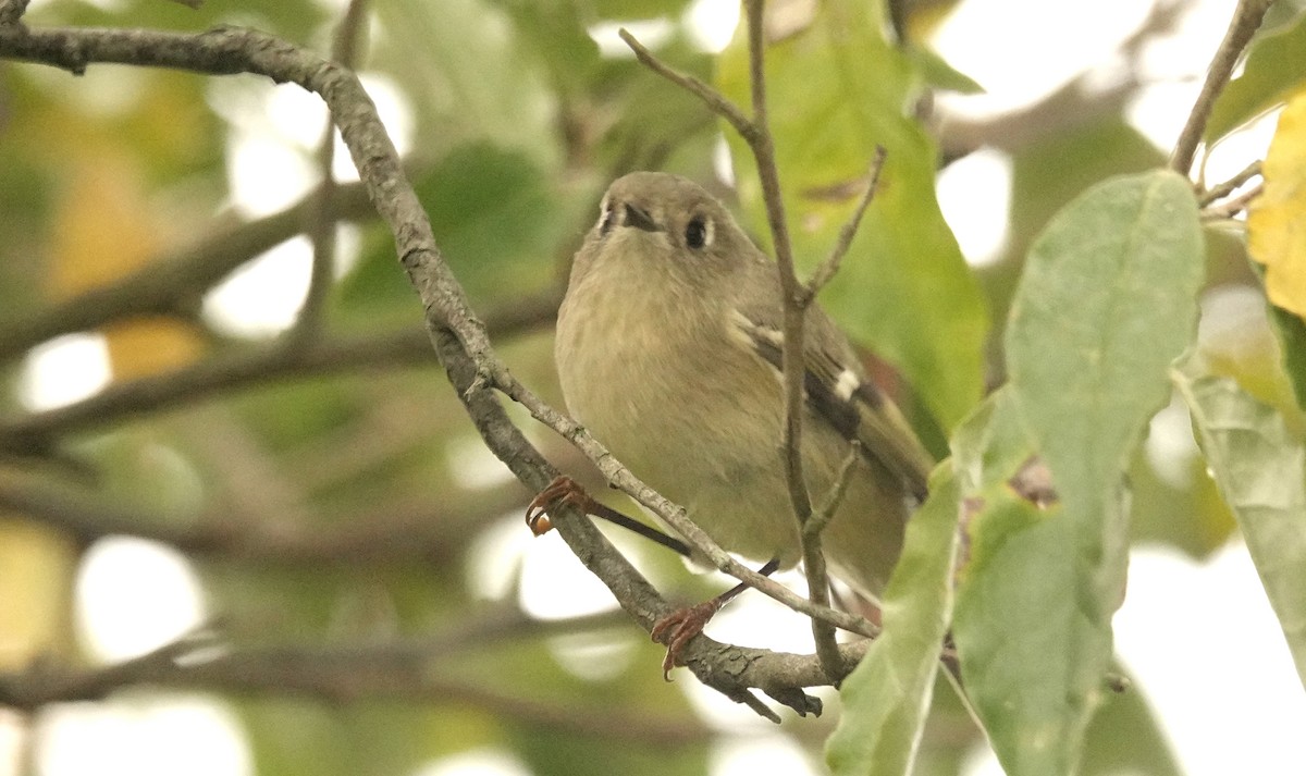 Ruby-crowned Kinglet - ML623753959