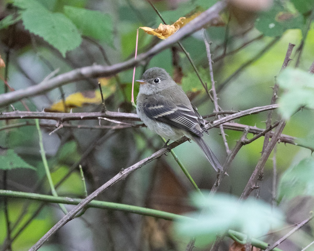 Least Flycatcher - ML623753990