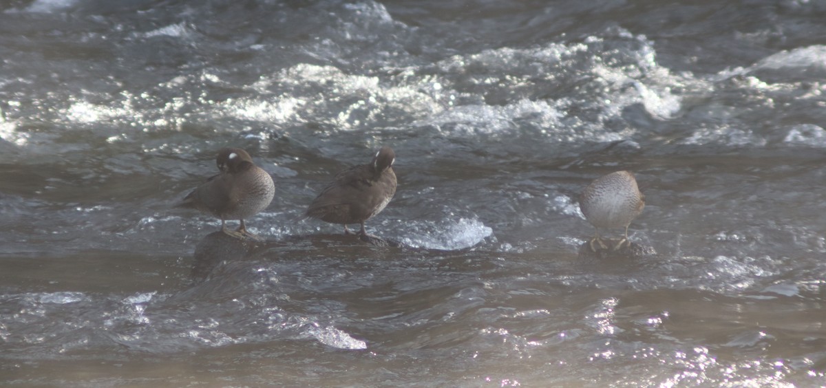 Harlequin Duck - BJ dooley