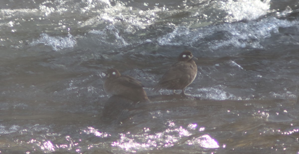 Harlequin Duck - ML623754002