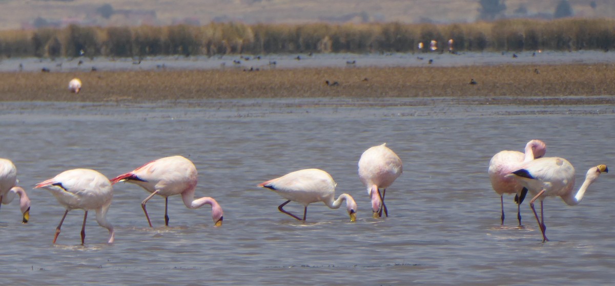 James's Flamingo - ML623754003