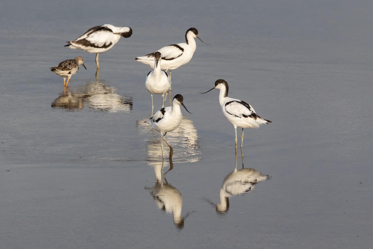 Pied Avocet - ML623754014