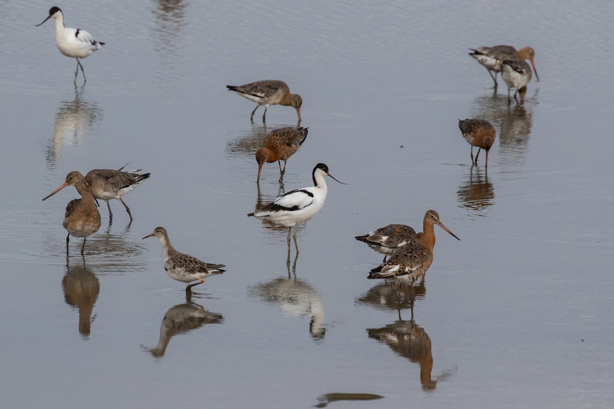 Pied Avocet - ML623754020