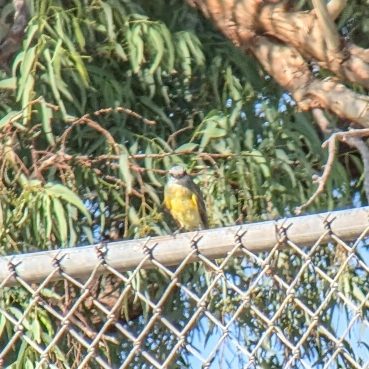 Tropical Kingbird - ML623754021