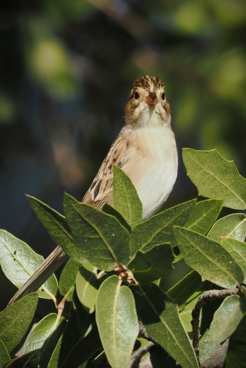 Clay-colored Sparrow - ML623754028