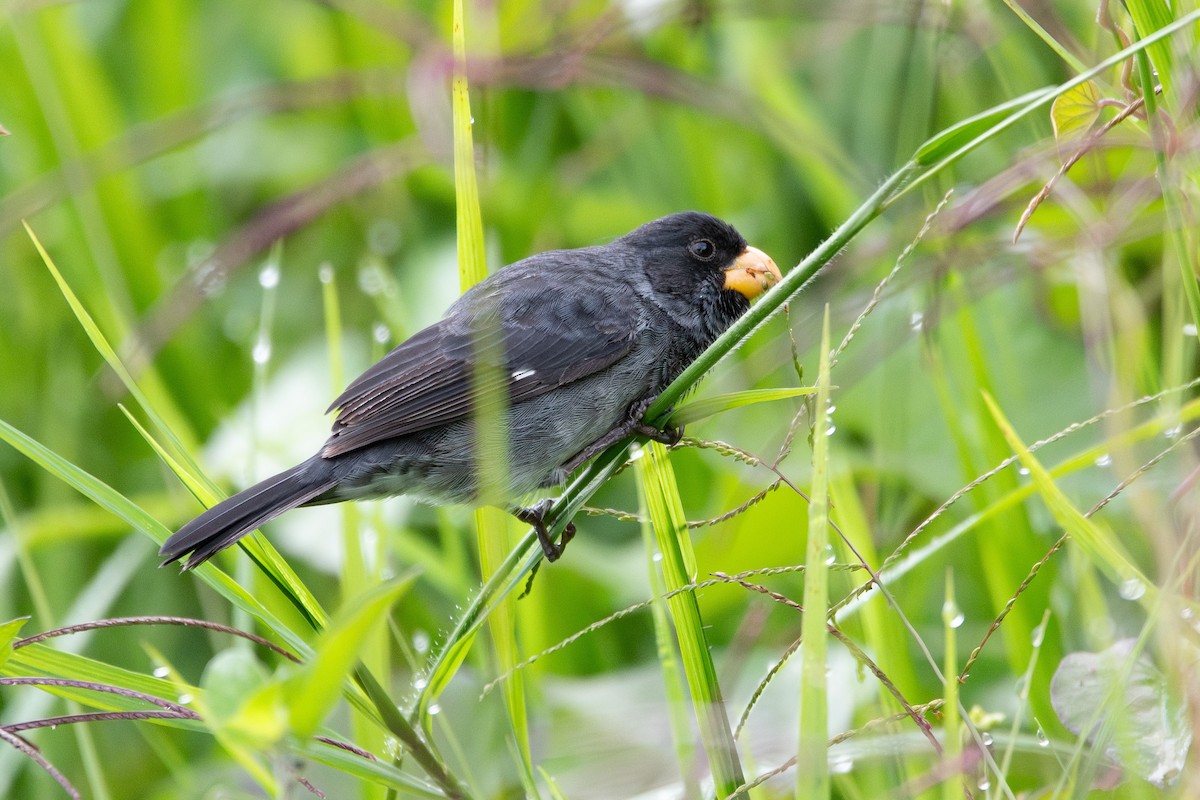 Gray Seedeater - ML623754072