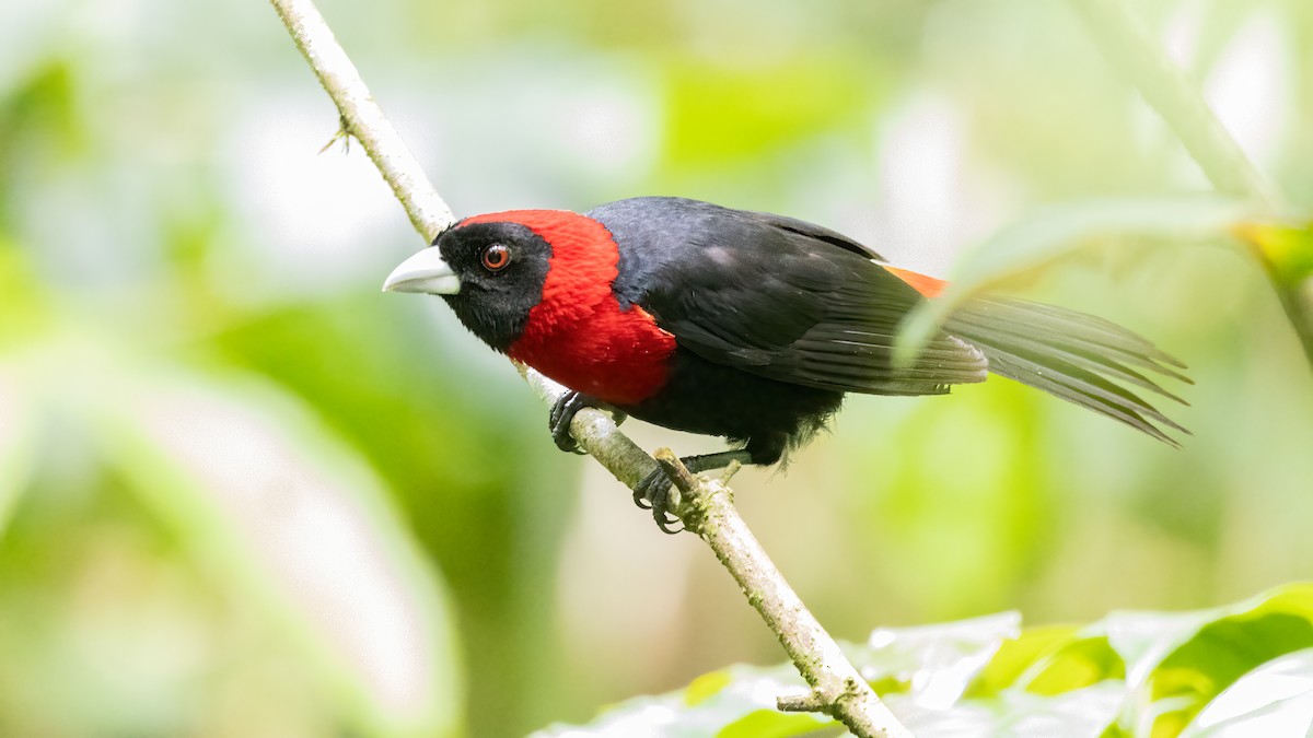 Crimson-collared Tanager - ML623754093