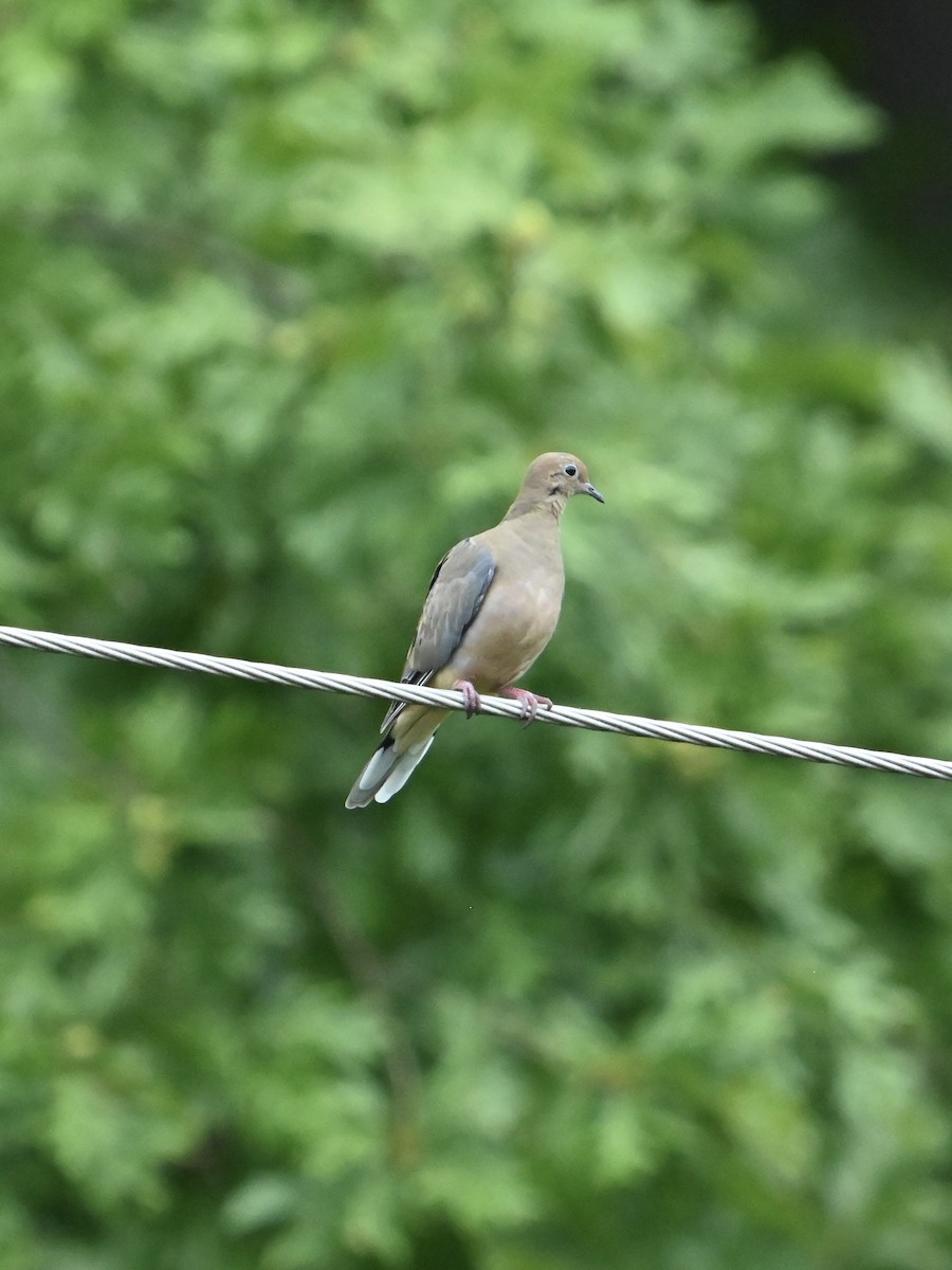 Mourning Dove - ML623754150