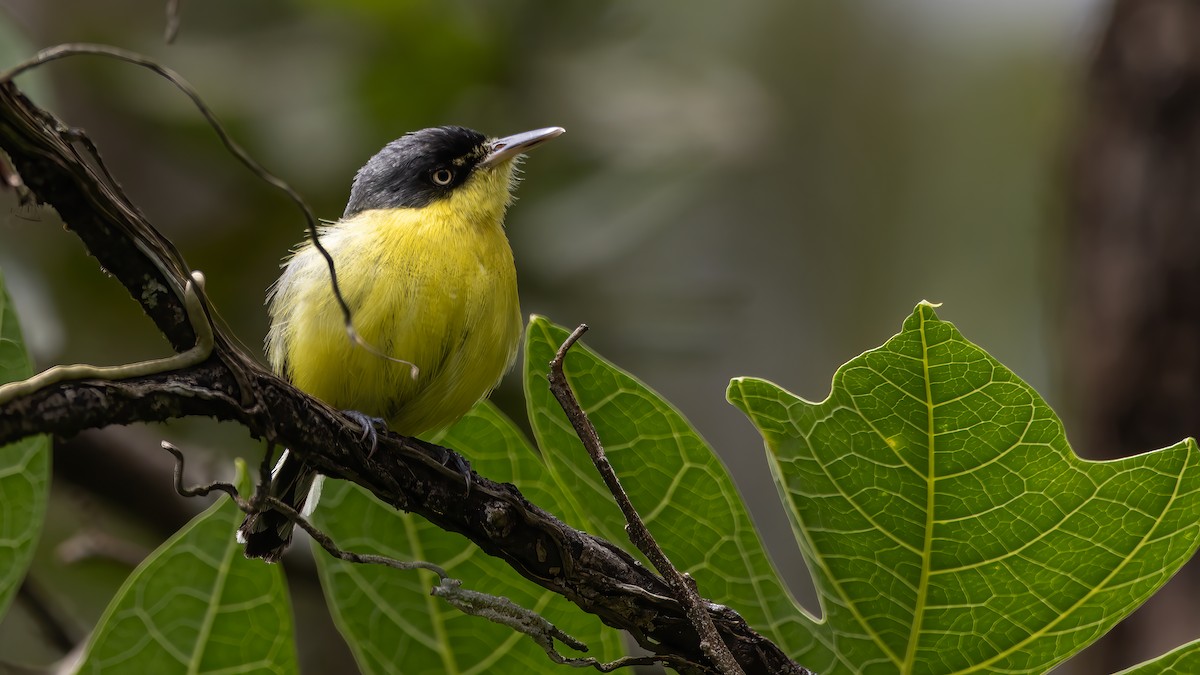 Common Tody-Flycatcher - ML623754154