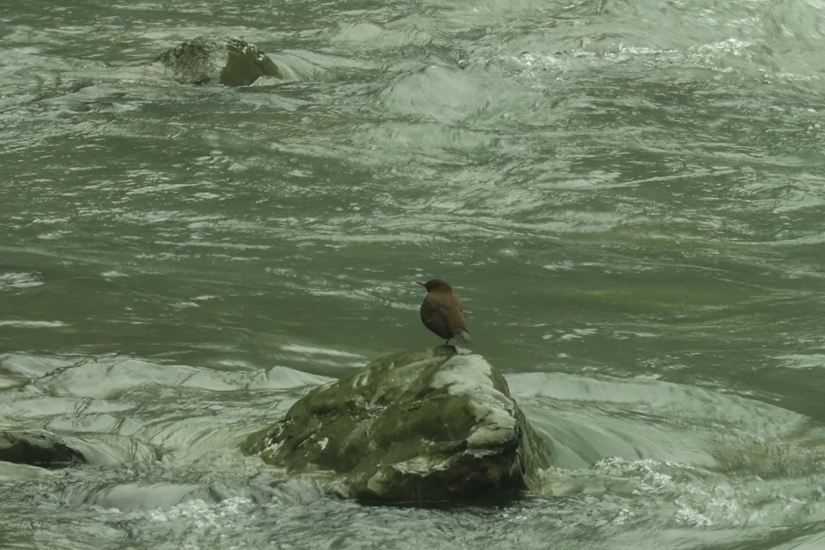 Brown Dipper - ML623754156