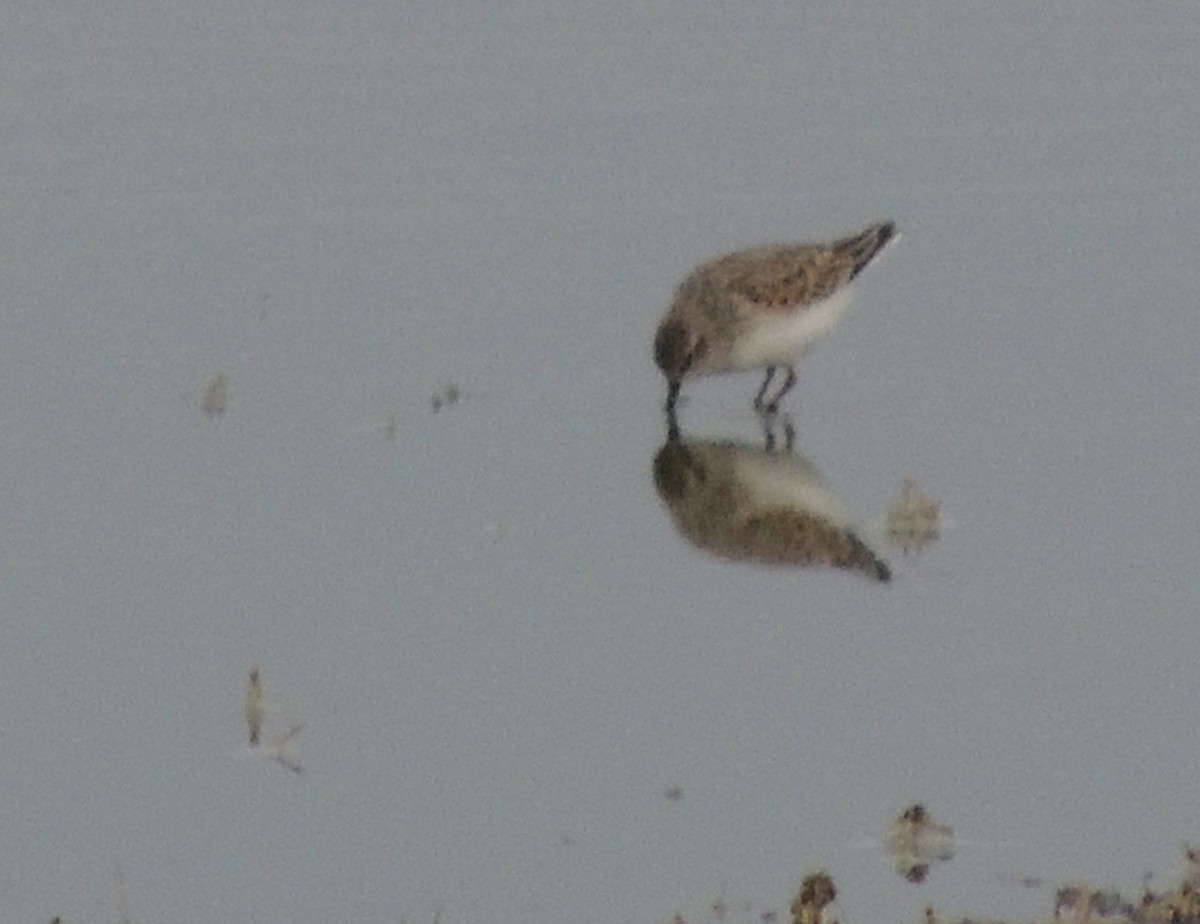 Semipalmated Sandpiper - ML623754177