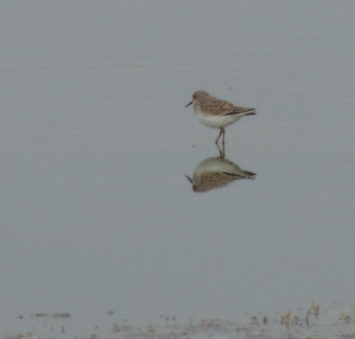 Semipalmated Sandpiper - ML623754178