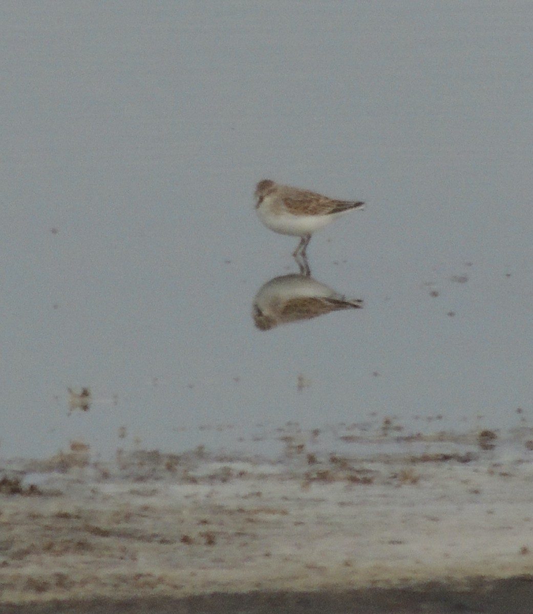 Semipalmated Sandpiper - ML623754179