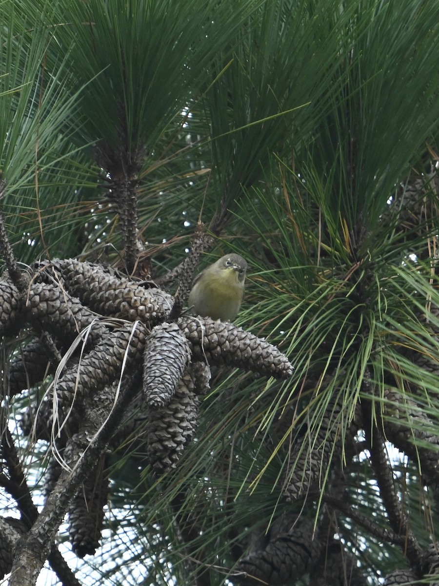 Pine Warbler - ML623754204