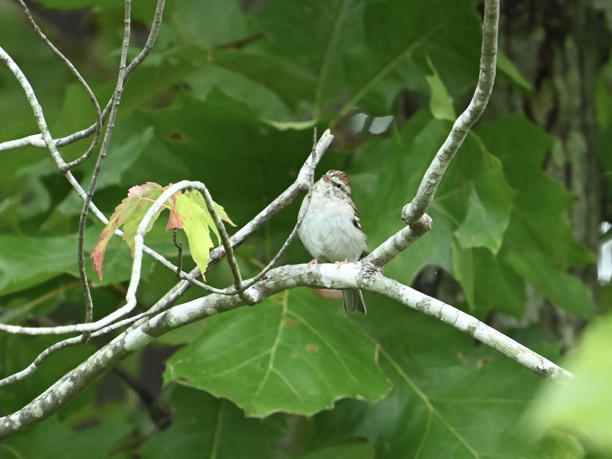 Chipping Sparrow - ML623754213