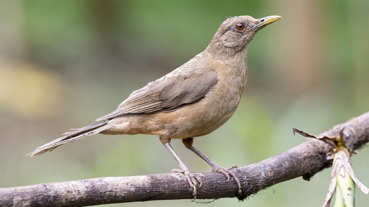 Clay-colored Thrush - ML623754220