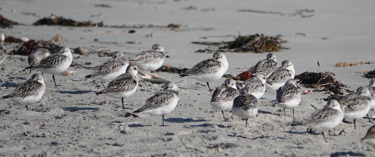 Bécasseau sanderling - ML623754243