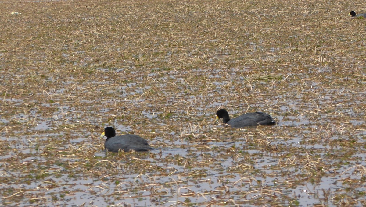 Slate-colored Coot - ML623754275