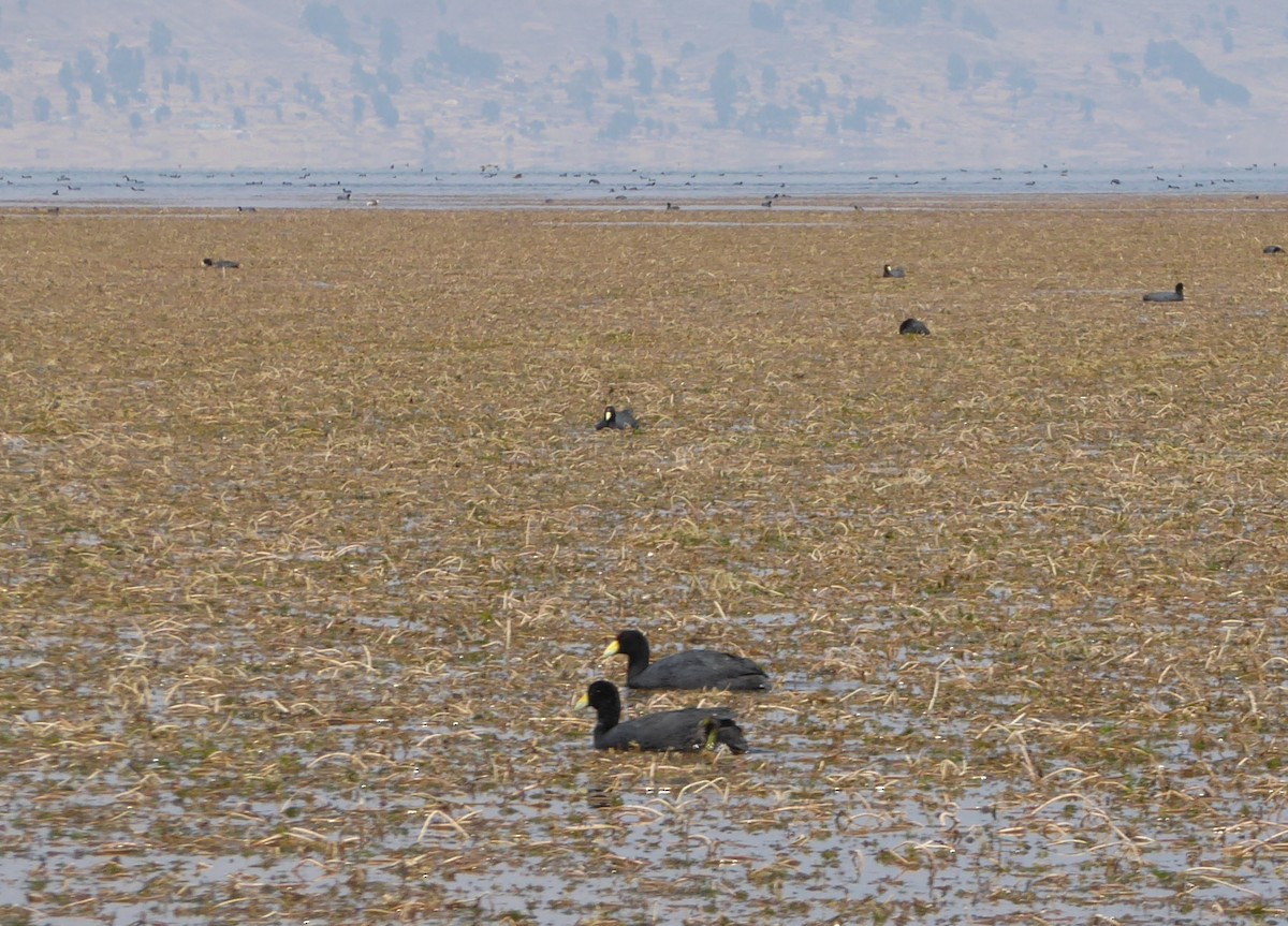 Slate-colored Coot - ML623754276