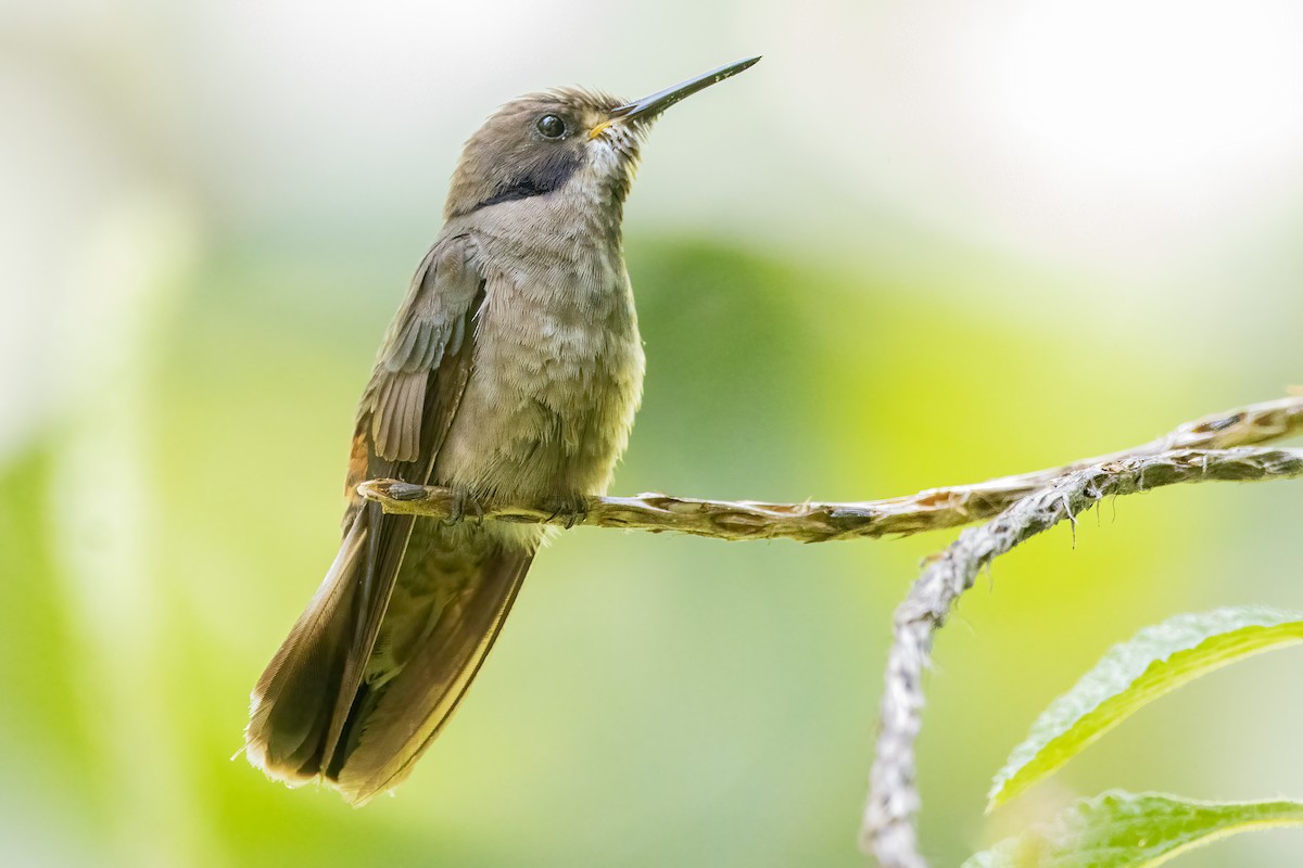 Brown Violetear - ML623754366