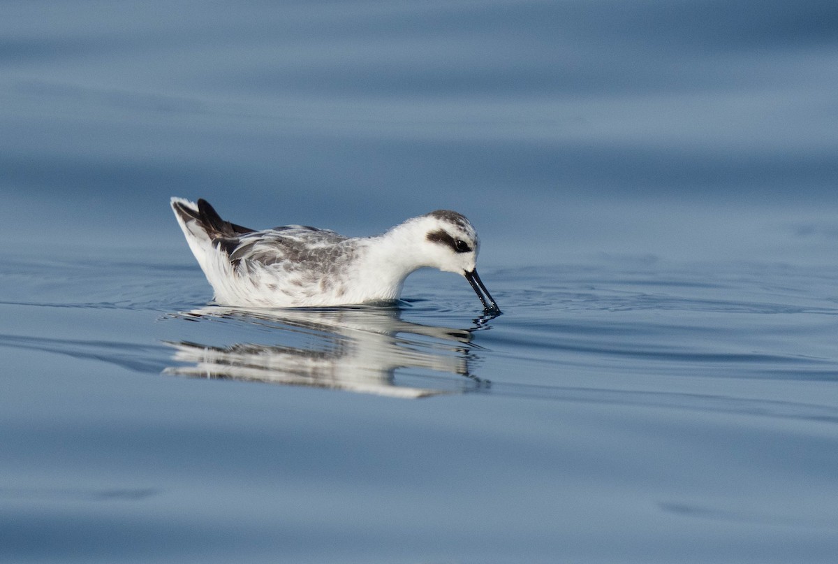 Red-necked Phalarope - ML623754392