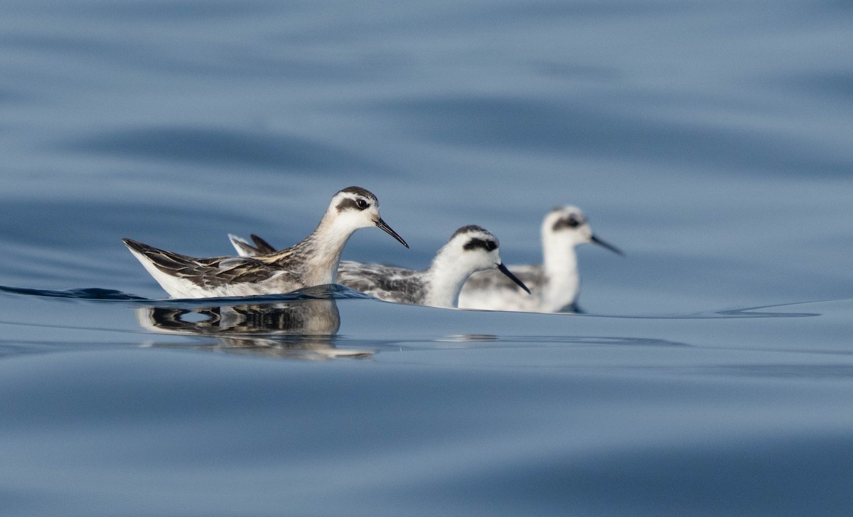 Red-necked Phalarope - ML623754396