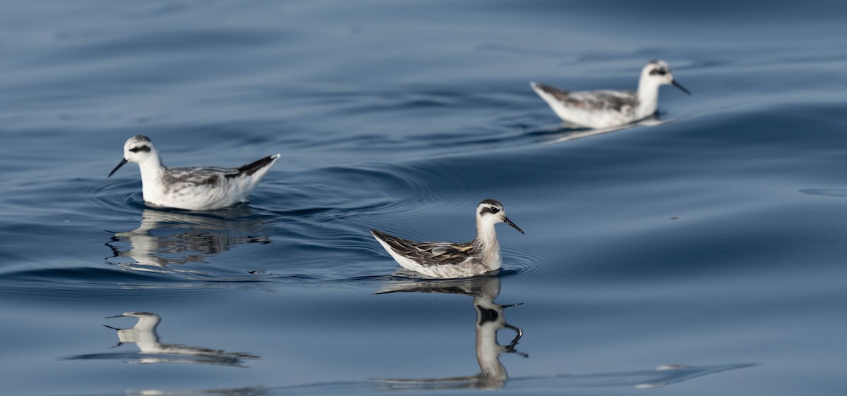 Red-necked Phalarope - ML623754397